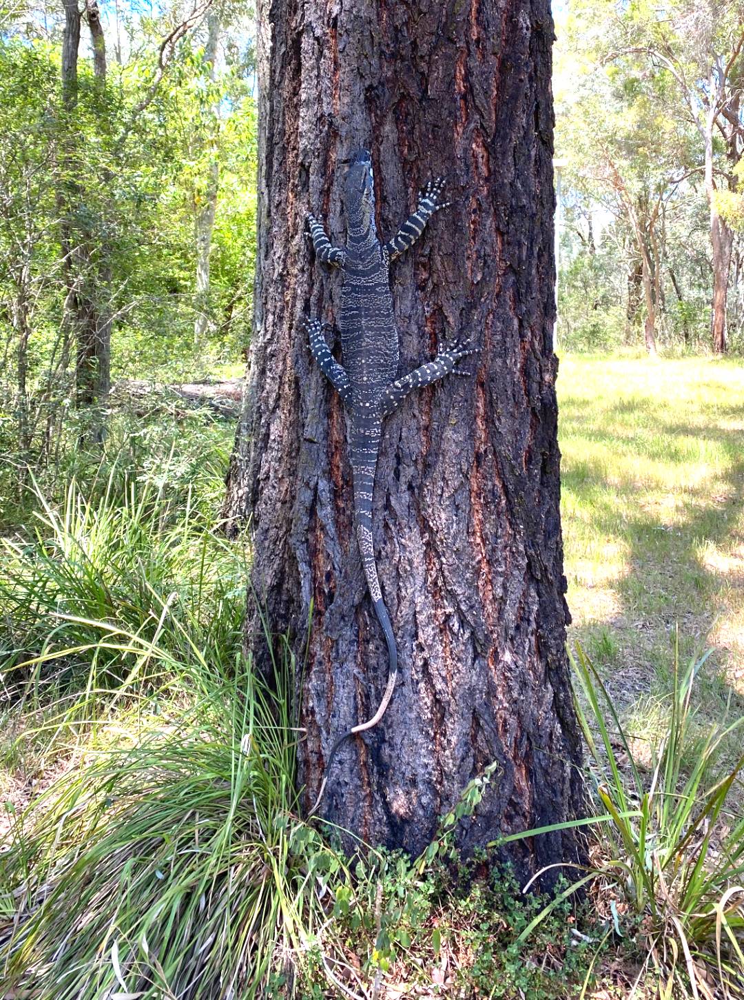 Goanna on tree