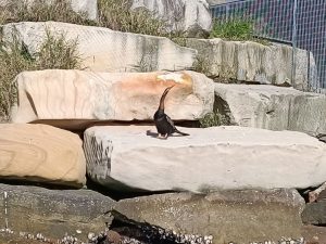 A cormorant sitting on rocks near the bridge at Woy Woy