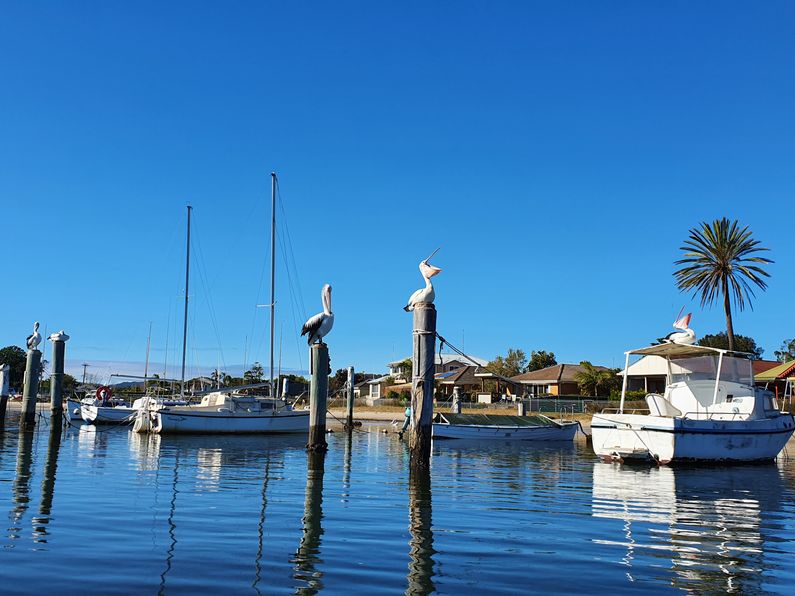 Pelicans sitting on mooring poles at Woy Wou
